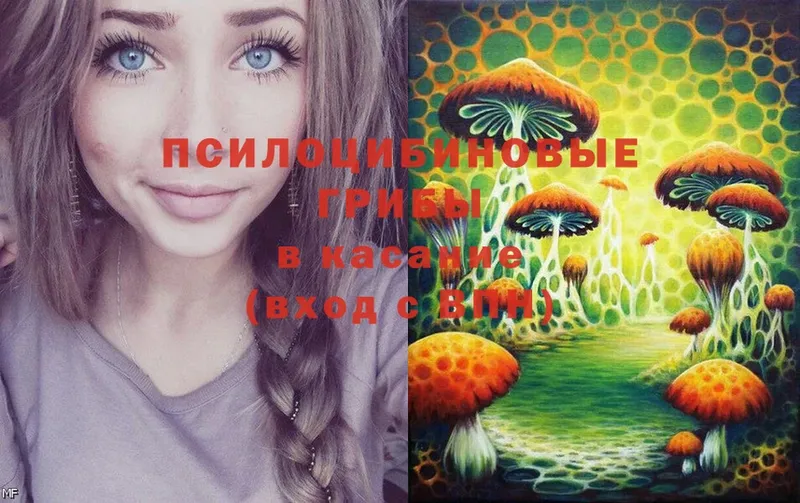 Псилоцибиновые грибы MAGIC MUSHROOMS  Нестеровская 